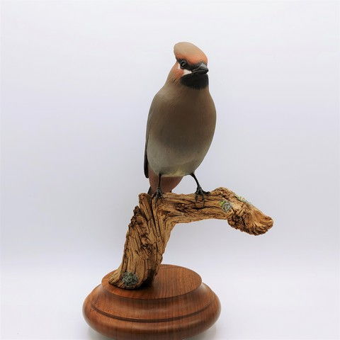 Bohemian Waxwing Reduced $1100 at Hunter Wolff Gallery